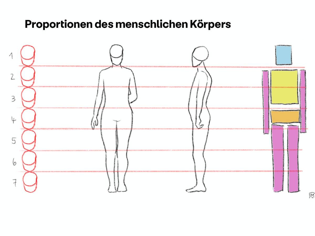 Menschliche Aufteilung Proportionen