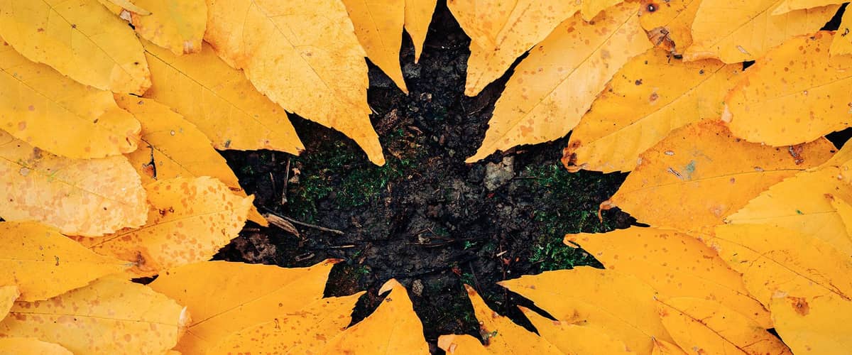 Gelbe Blätter, die ein anderes Blatt umranden