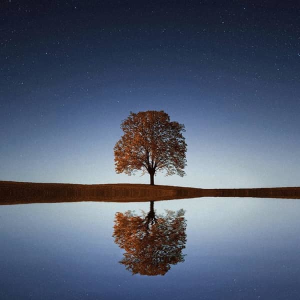 ein hell erleuchteter Baum vor Sternenhimmel am Wasser