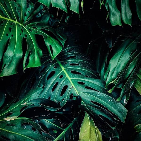 Bedeutung der Farbe Gruen