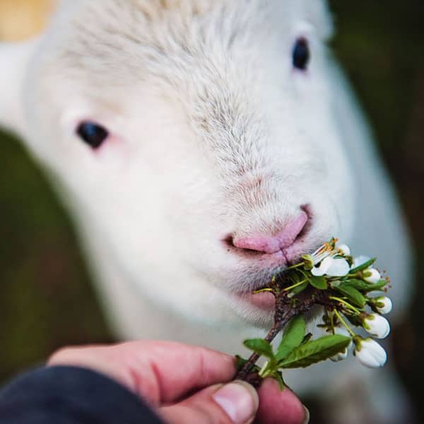 Schaf wird bei einem Teamevent gefüttert