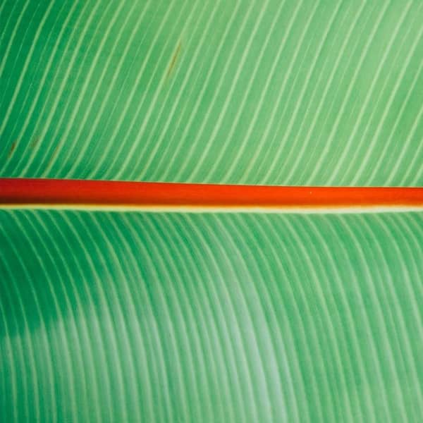 Komplemnentärfarben Grün und Rot