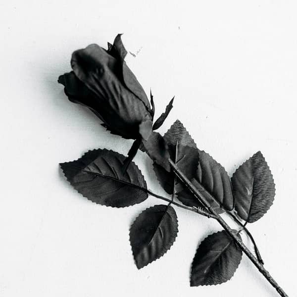 Schwarze Rose auf einem Tisch