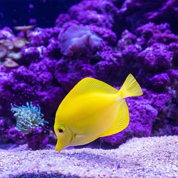 Komplementärfarben Gelb und Lila