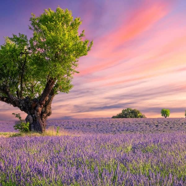Ein Baum inmitten eines Lavendelfelds