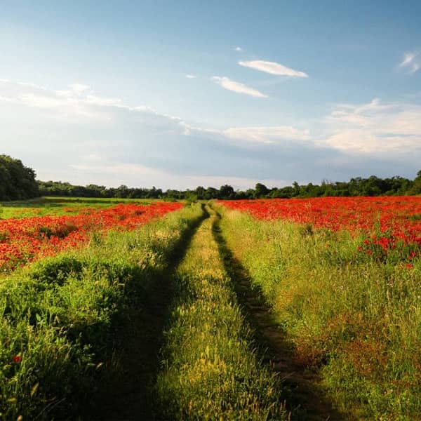 Ein Feldweg, umrahmt von roten Blumen