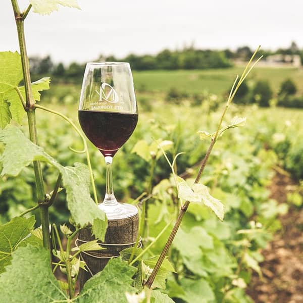 Weinglass zwischen Weinreben