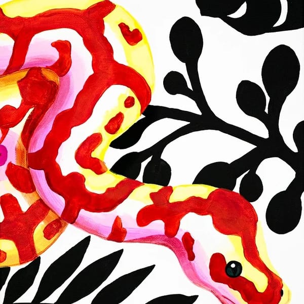 Bunte Python – Bild 1 von 1
